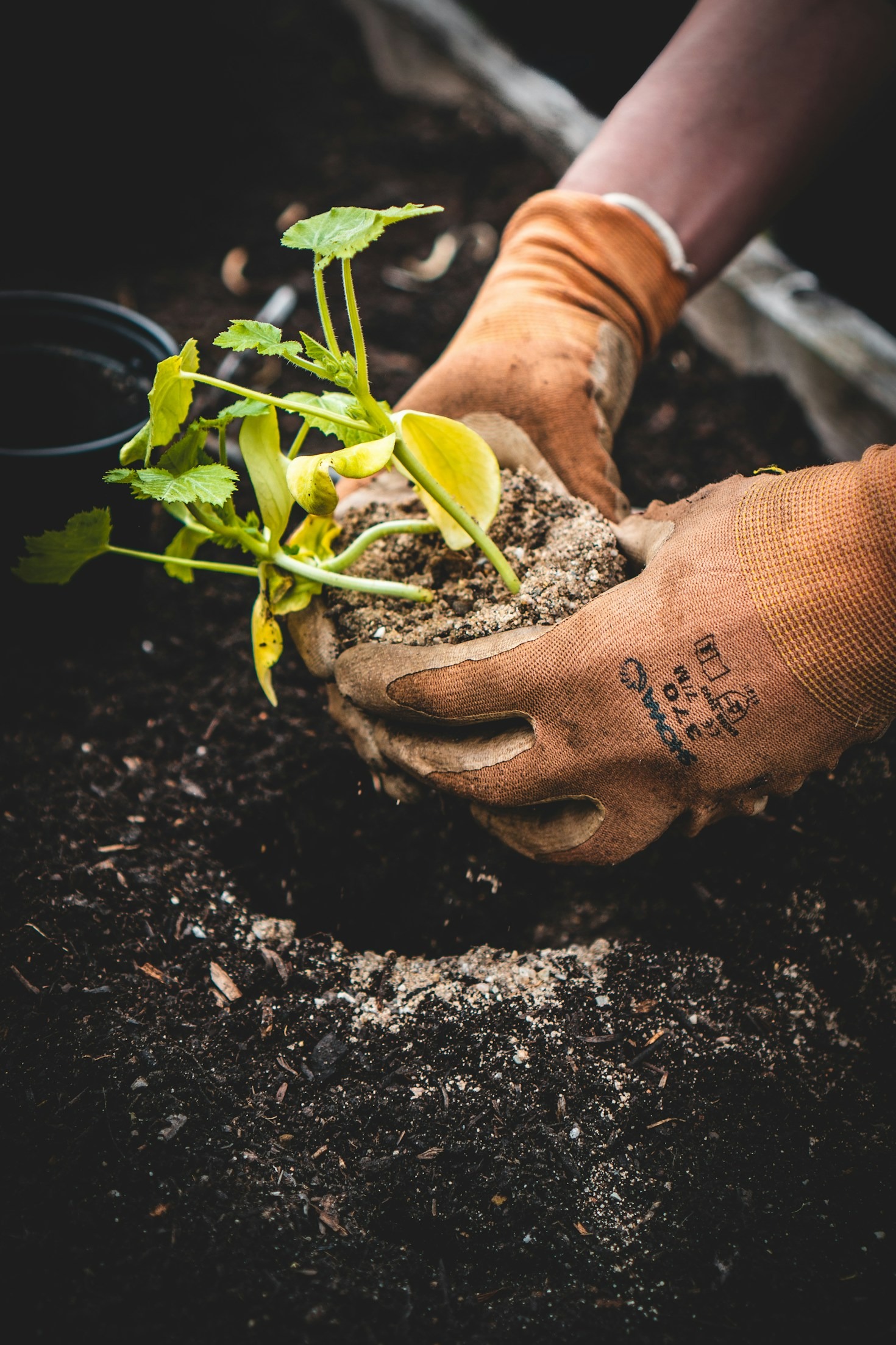 Como Escolher as Melhores Plantas para Sua Casa