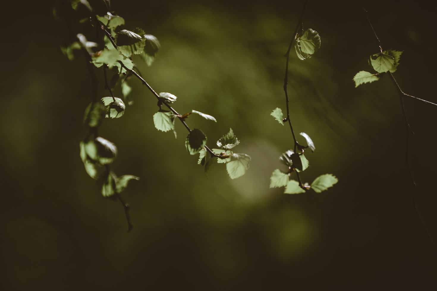 Dicas para Manter seu Jardim Saudável o Ano Todo